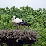 Stork of Altreu (photo by Stillpedaling)