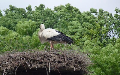 Stork of Altreu (submitted by Stillpedaling)