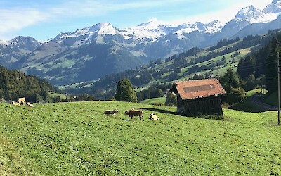 Photo 2 (submitted by CarleyC)