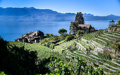 Vineyards above Vevey (submitted by Anna)
