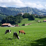 Classic Swiss Cows, Buildings, and Mountains outside of Gruyères (photo by apitzer)