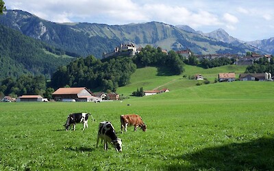Classic Swiss Cows, Buildings, and Mountains outside of Gruy&egrave;res (submitted by apitzer)