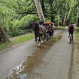 Horse and Carriage Bosna Spring (photo by Fred G)