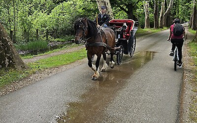 Horse and Carriage Bosna Spring (submitted by Fred G)