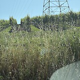 Napa 1/2 day electric bike ride (photo by Joni S)