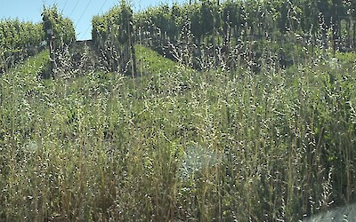 Napa 1/2 day electric bike ride (submitted by Joni S)