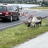 Reindeer sighting on the way! (photo by Steve Schick)