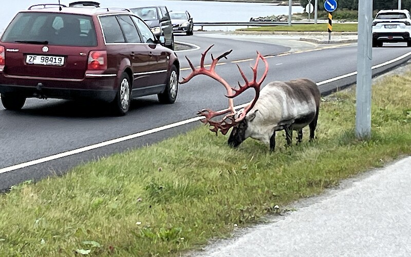Reindeer sighting on the way! (submitted by Steve Schick)