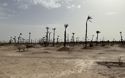 A palm forest local nature preserve (submitted by A. Anderson)