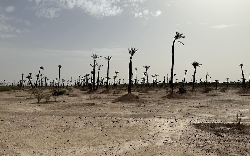 A palm forest local nature preserve (submitted by A. Anderson)