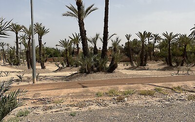 More palm trees (submitted by A. Anderson)