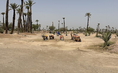 Fancy a camel ride? (submitted by A. Anderson)