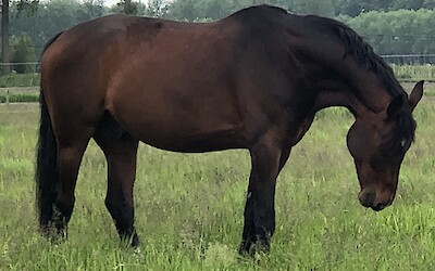 I love seeing the horses makes me want to ride (submitted by Tracie Bodnar)