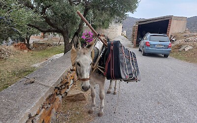 (submitted by Gail A.)