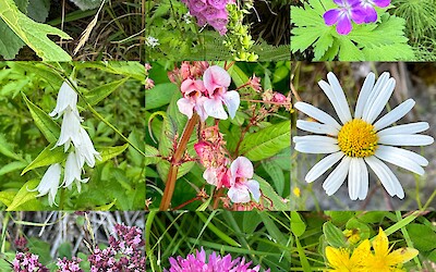 (submitted by Sandy McFarren)