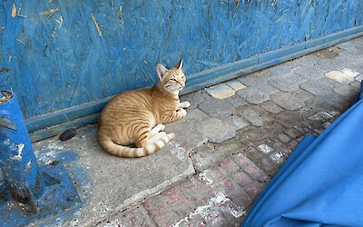 (submitted by Steve C)