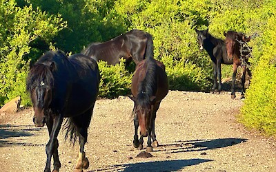 (submitted by John Foster)