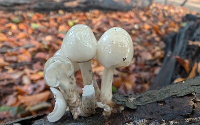 Fungi! (submitted by J. Anderson)