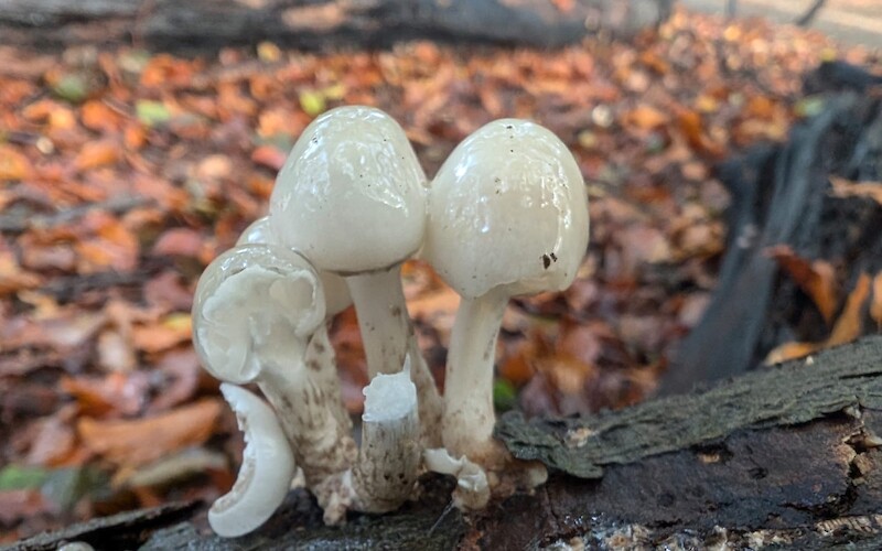 Fungi! (submitted by J. Anderson)