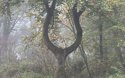 funky tree on the last ride back to Amsterdam (submitted by J. Anderson)