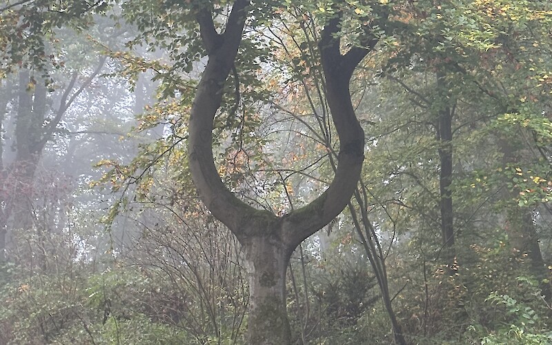 funky tree on the last ride back to Amsterdam (submitted by J. Anderson)