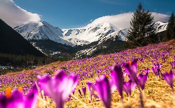 Crocus field in Kiry, Poland. Unsplash@Dawid Zawila