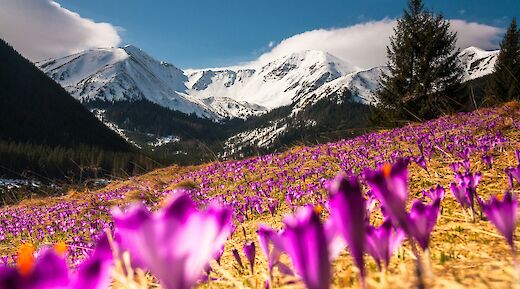 Crocus field in Kiry, Poland. Unsplash@Dawid Zawila