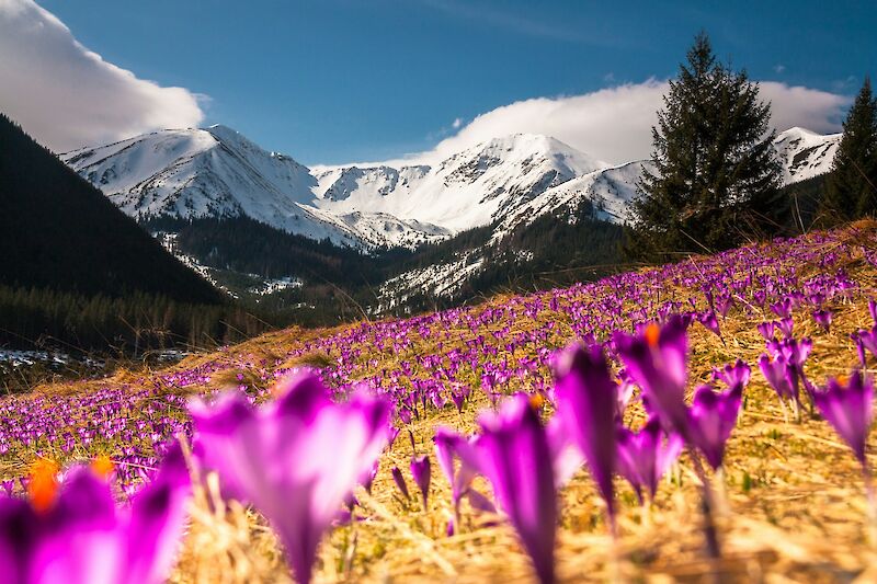 Crocus field in Kiry, Poland. Unsplash@Dawid Zawila
