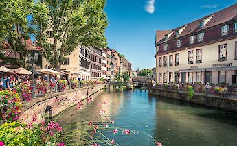 Flowers growing by the river in Strasbourg, France. Unsplash@Hugues de Buyer Mimeure