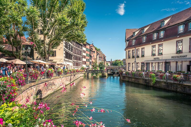Flowers growing by the river in Strasbourg, France. Unsplash@Hugues de Buyer Mimeure