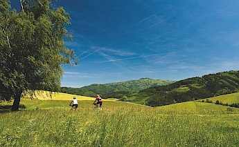 Freiburg & the Alsatian Wine Road