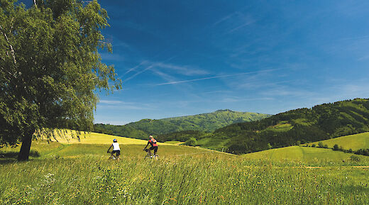 Freiburg & the Alsatian Wine Road