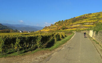 Freiburg & the Alsatian Wine Road