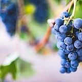 Grapes (photo:amosbar-zeev)