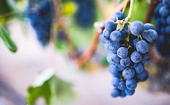Vineyards surround the Alsatian Wine Route Bike Tour. Amos Bar-Zeev@Unsplash