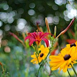 Passau Germany Flowers (photo:ramitayyem)