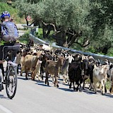 Biking with Albanian goats!