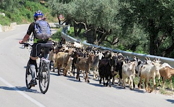 Biking with Albanian goats!