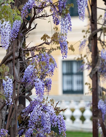 Schönbrunn Palace, Vienna, Austria. Carrie Borden, Unsplash