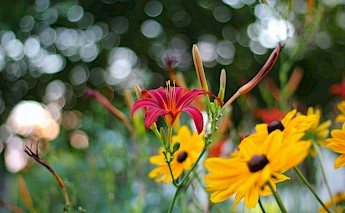 A close-up of vibrant flowers, with a red lily and yellow blooms against a blurred background.