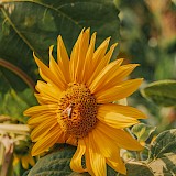 Albania Sunflower (photo:mariobeqollari)