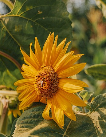 Sunflowers in Albania. Mario Begollari@Unsplash