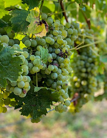 Riesling grapes. Sophie Backes@Unsplash