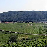 Wachau Valley & its vineyards in Austria. CC:Lonezor