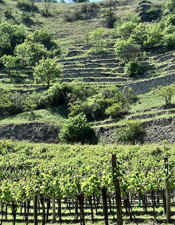 Vineyards in the valley, Wachau, Austria. Unsplash:Arno Senoner