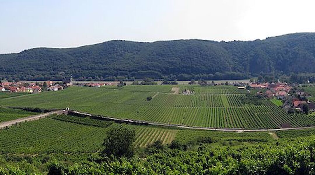 Wachau Valley vineyards, Austria. CC:Lonezor