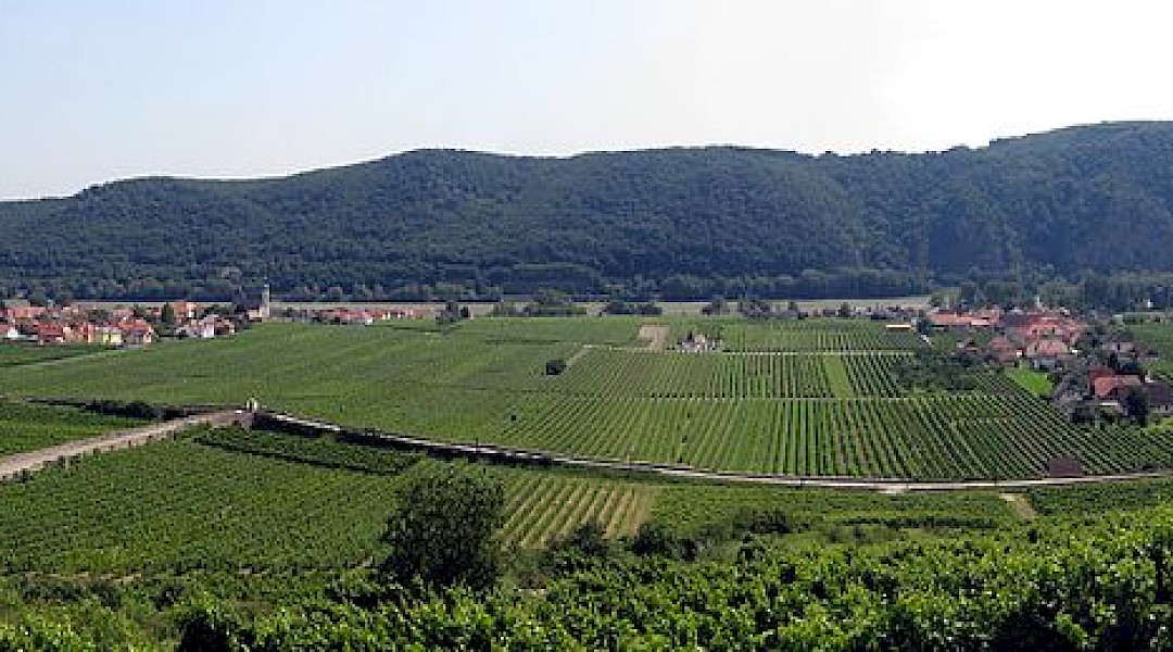 Wachau Valley Austria Vineyards (photo:lonezor) CC-BY-SA-3.0
