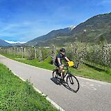 Cycling past apple trees, Innsbruck to Lake Garda. CC:TO