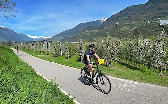Cycling past apple trees, Innsbruck to Lake Garda. CC:TO