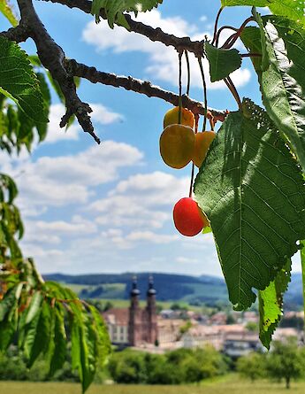 Fruit tree in Stam, Austria. Unsplash:Tobias Schafer
